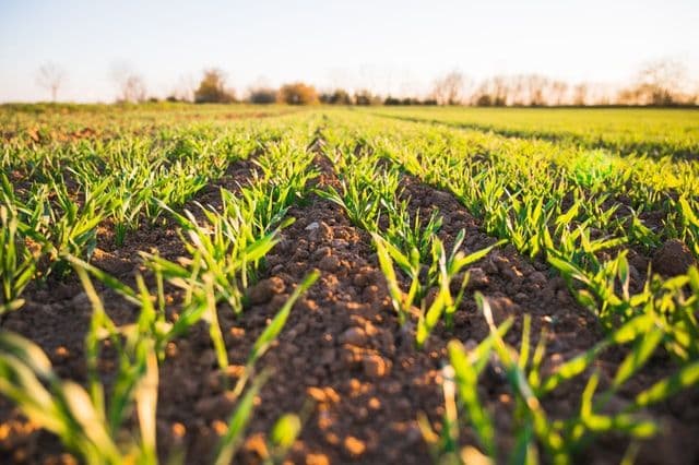Healthy crop rows growing in well-tilled soil